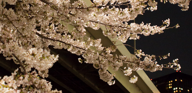 夜桜